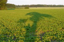 Acker mit Baumschatten