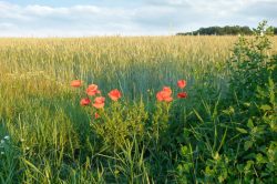 Feld mit Kornblumen