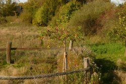 hinten im Garten