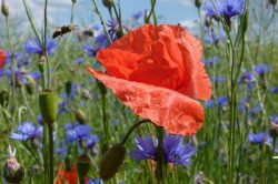 Klatschmohn und Kornblumen