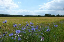 Kornblumen am Feldrand