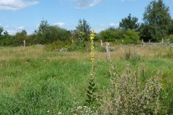 der Garten im Sommer