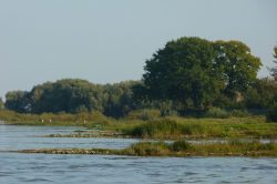 Buhnen an der Elbe