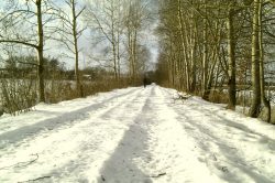 Feldweg im Winter