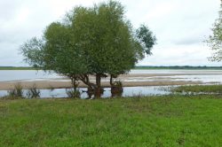 Niedrigwasser an der Elbe