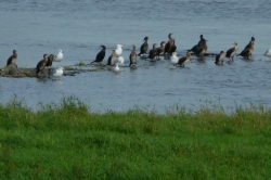 es gibt viele Vögel an der Elbe